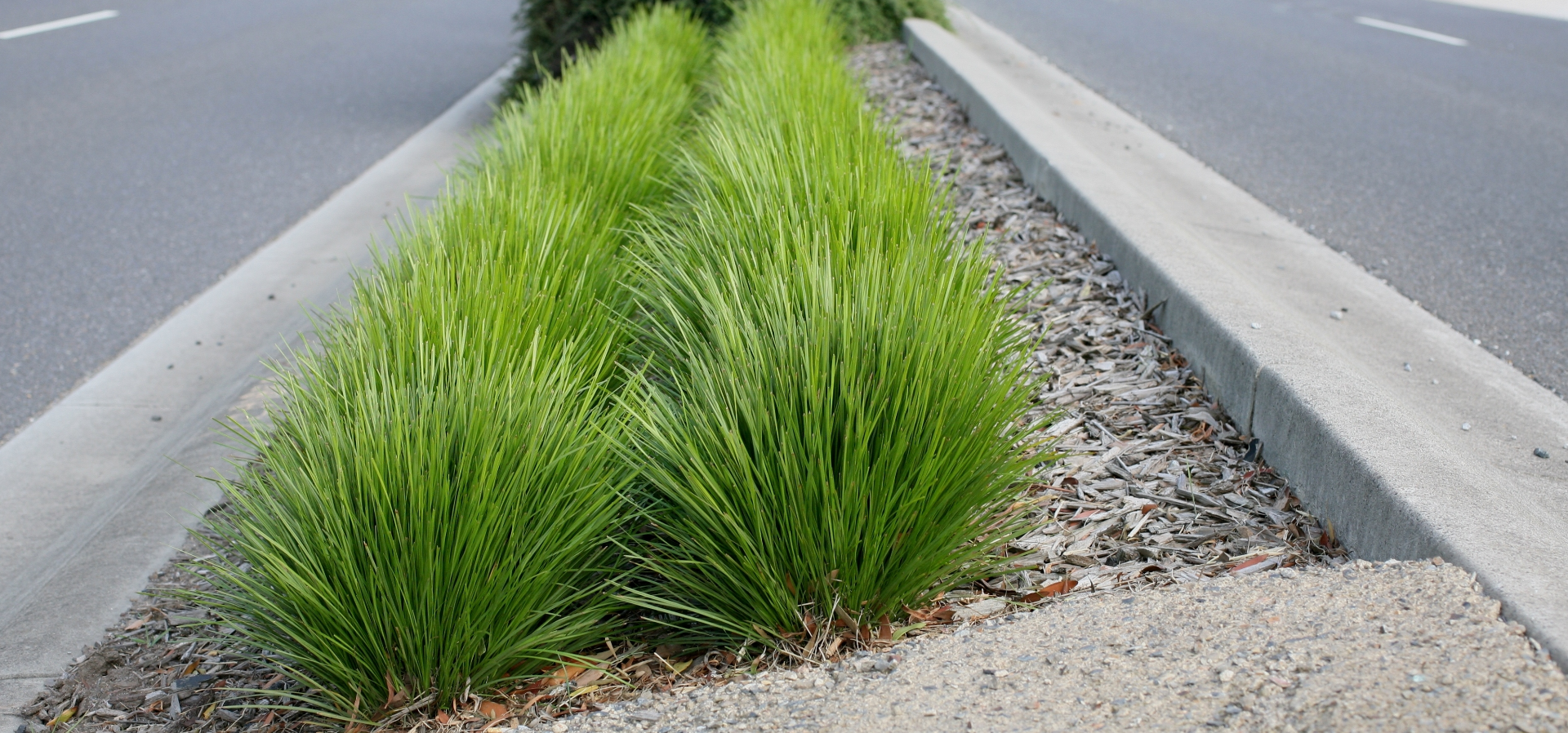 Lomandra 
LittleLime 
the perfect tuft 
for visibility
CATALOGUE