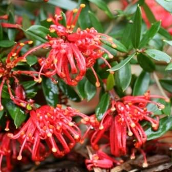 Grevillea juniperina hybrid GR13070 'Red Robin'