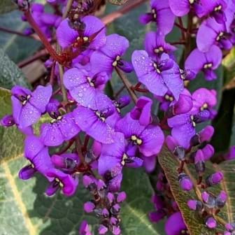 Hardenbergia violacea HA2020 'Blade Runner'